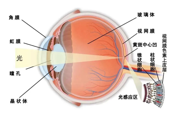 眼底病常见类型大盘点！